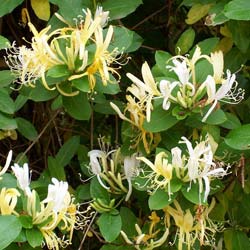 Honeysuckle Hall's prolific